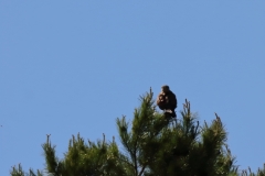 Turmfalke über Pfullingen