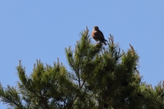 Turmfalke über Pfullingen