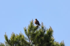 Turmfalke über Pfullingen
