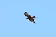 Turmfalke über Pfullingen