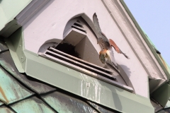 Turmfalke