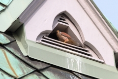Turmfalke