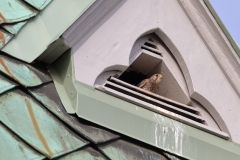 Turmfalke