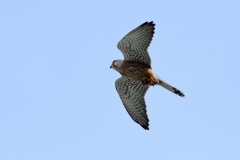Turmfalke