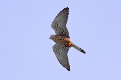 Turmfalke