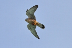 Turmfalke