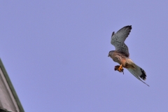 Turmfalke