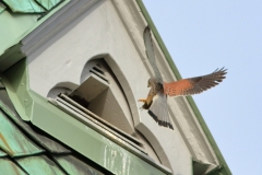 Turmfalke