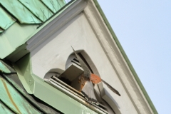 Turmfalke