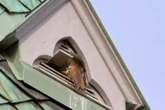 Turmfalke