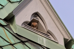Turmfalke