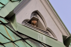 Turmfalke