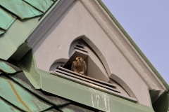 Turmfalke