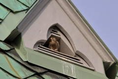 Turmfalke