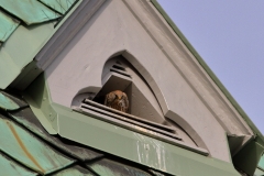 Turmfalke