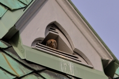 Turmfalke