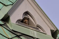Turmfalke