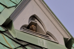 Turmfalke