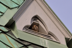 Turmfalke