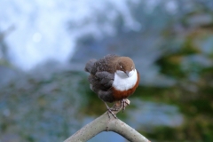 Wasseramsel