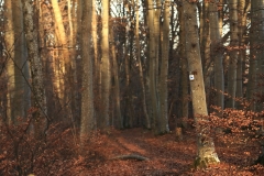 Wackerstein 15.11.2020