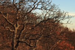 Wackerstein 15.11.2020