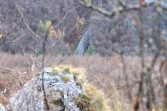 Wackerstein 15.11.2020