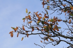 Wackerstein 15.11.2020