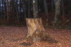 Wackerstein 15.11.2020