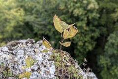 PXL_20240925_1401244722