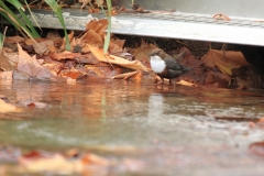 Wasseramsel Marktplatz Pfullingen