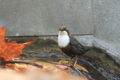 Wasseramsel Marktplatz Pfullingen