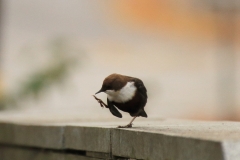 Wasseramsel Marktplatz Pfullingen
