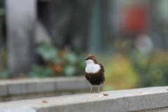 Wasseramsel Marktplatz Pfullingen