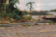 Wasseramsel Marktplatz Pfullingen