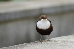 Wasseramsel Marktplatz Pfullingen