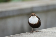 Wasseramsel Marktplatz Pfullingen