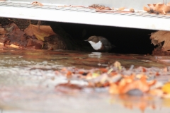 Wasseramsel Marktplatz Pfullingen