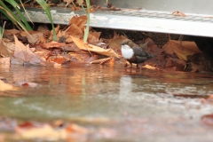 Wasseramsel Marktplatz Pfullingen