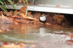 Wasseramsel Marktplatz Pfullingen