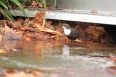 Wasseramsel Marktplatz Pfullingen