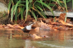 Wasseramsel Marktplatz Pfullingen