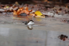 Wasseramsel Marktplatz Pfullingen