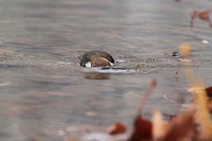Wasseramsel Marktplatz Pfullingen