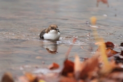 Wasseramsel Marktplatz Pfullingen