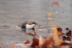Wasseramsel Marktplatz Pfullingen