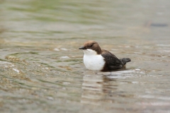 Wasseramsel Marktplatz Pfullingen