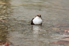 Wasseramsel Marktplatz Pfullingen