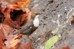 Wasseramsel Marktplatz Pfullingen