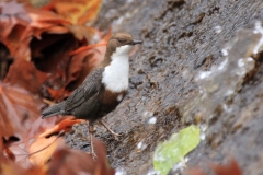 Wasseramsel Marktplatz Pfullingen